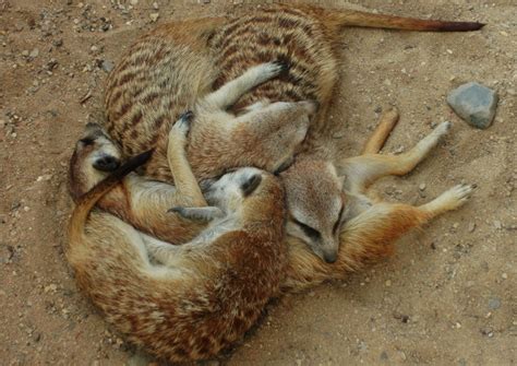 Meerkats sleeping by rulik-zlomocny on DeviantArt