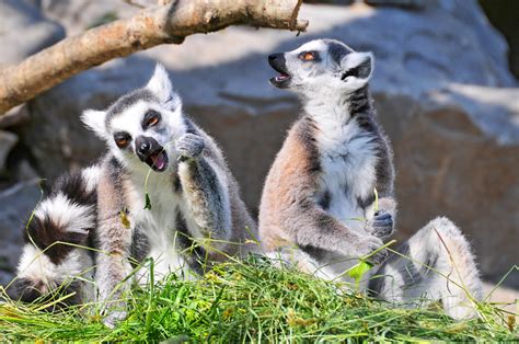 Two lemurs eating | Two lemurs enjoying their meal, and look… | Flickr - Photo Sharing!