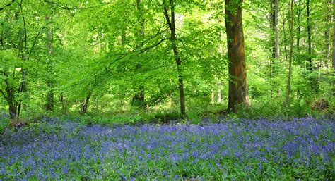 Hampshire Unpacked: Bluebell Woods | Travel Unpacked