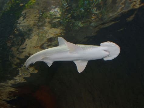 The Online Zoo - Bonnethead Shark