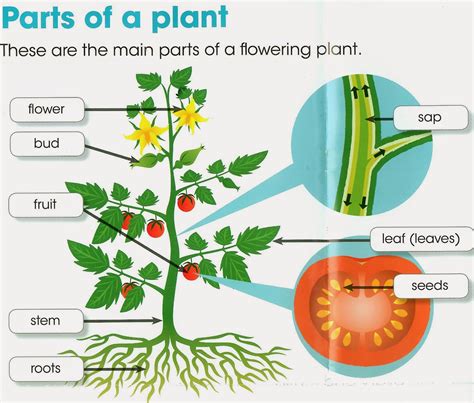 PLANTS ~ English Lab