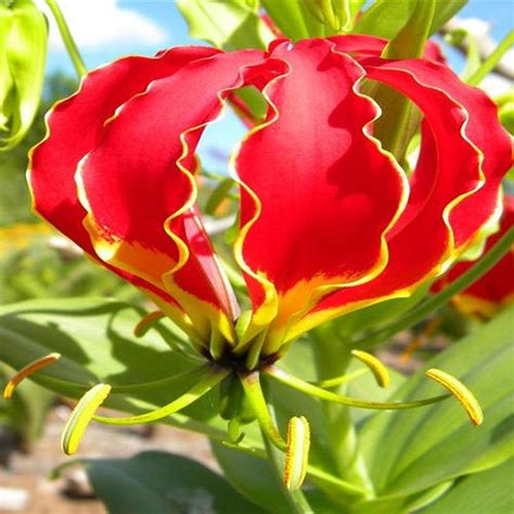 Gloriosa Superba by AK Imports And Exports, Gloriosa Superba from ...