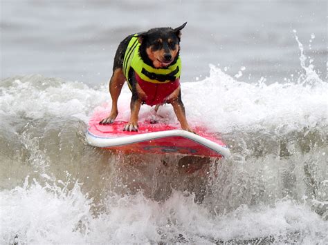 2011 Surf City Surf Dog competition - Photo 1 - Pictures - CBS News