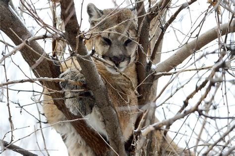 Photos: Mountain Lion in Boulder – Boulder Daily Camera