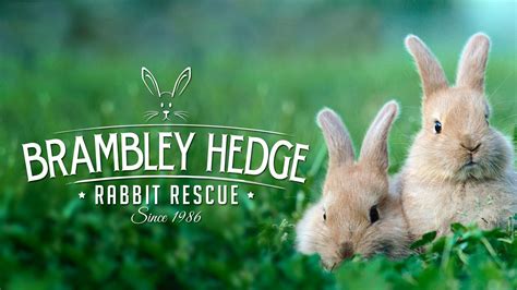 Brambley Hedge Rabbit Rescue, Inc.