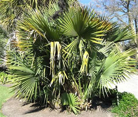 How To Grow and Care For Dwarf Palmetto Palm Tree