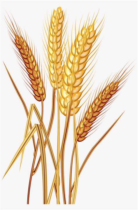 Download High Quality wheat clipart trigo Transparent PNG Images - Art ...