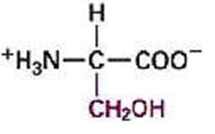 Bio Gallery: Serine Structure