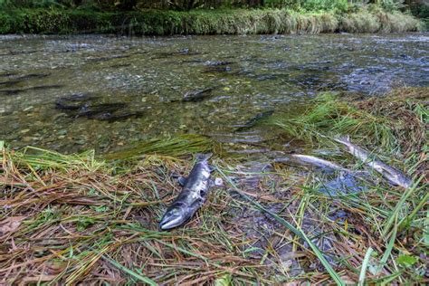 Adult pink salmon (Oncorhynchus gorbuscha), spawning in Fox Creek ...