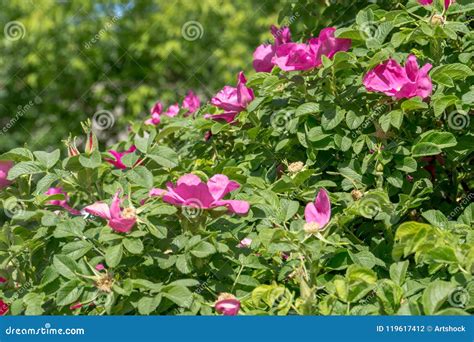 Pink flowering briar stock photo. Image of wild, summer - 119617412