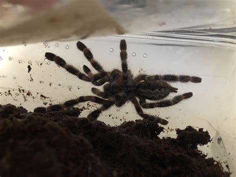 Ratchaburi Tarantula : 0.1 Haplopelma albostriatum (Simon, 1886), Myanmar, Thaila ... - They ...