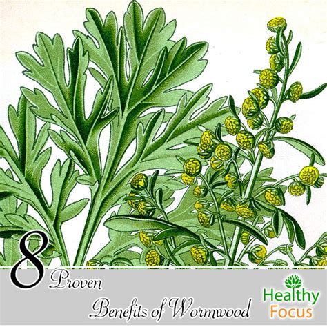 8 Proven Benefits of Wormwood - Healthy Focus