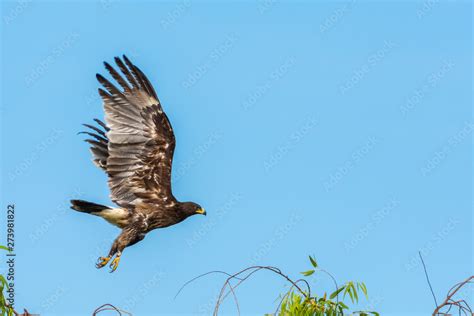 Greater spotted eagle Stock Photo | Adobe Stock