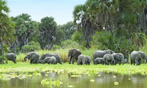 Selous Game Reserve | Tanzania Tour Destinations