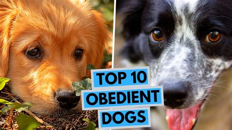 Top 10 Most Docile and Obedient Dog Breeds - YouTube