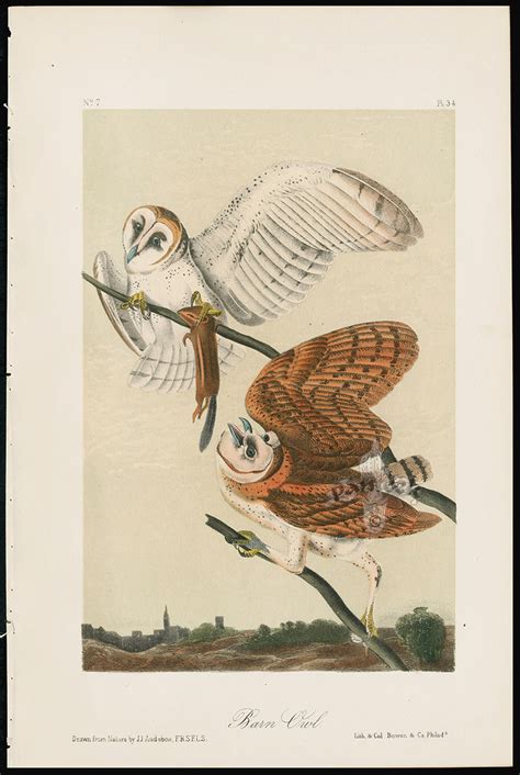 Audubon Birds America Barn Owl from Great Value Antique Audubon Birds ...