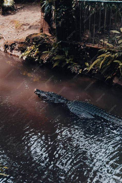 Premium Photo | Closeup of a formidable saltwater crocodile apex predator of the swamps