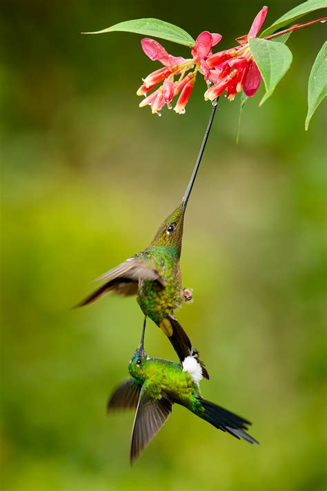 The Sword-Billed Hummingbird: A Knight of the Andes