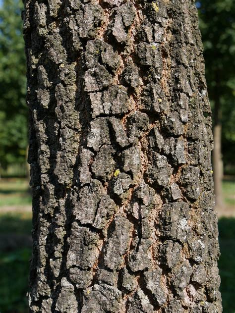 Quercus nigra | Duck oak, Water oak - Van den Berk Nurseries