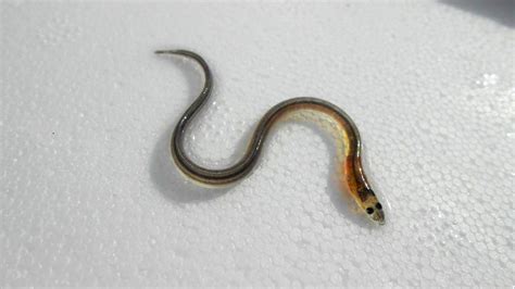 Young European eels may use magnetic fields to guide them home ...