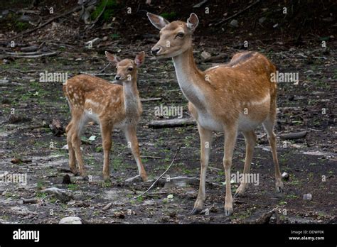 A Fallow doe and fawn Stock Photo - Alamy