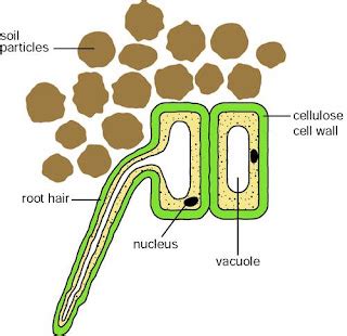 Root Hair Cell Diagram Labelled