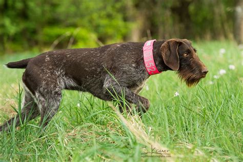 DD, Deutsch Drahthaar, Vorstehhund, whirehaired german Pointer, gundog ...