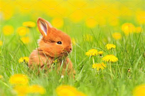 Cute red rabbit sits among the yellow flowers | Animal Stock Photos ...