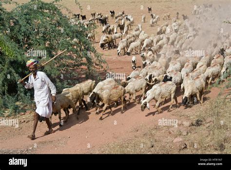 Shepherd tending his flock of sheep and goats, Rajasthan, India Stock ...