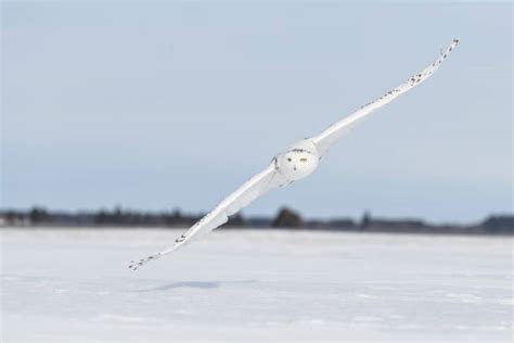 Tundra Snowy Owl Stock Photos, Pictures & Royalty-Free Images - iStock