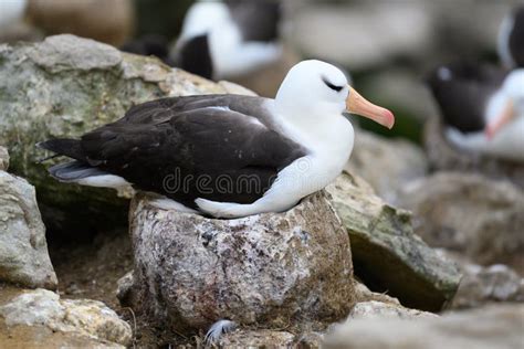 Breeding Black-browed Albatross - Family Diomedeidae - Sitting on Nest on New Island, Falkland ...