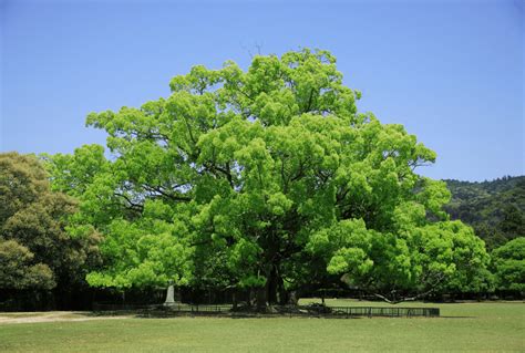 Camphor Tree (Cinnamomum Camphora) Info - Arbor Facts