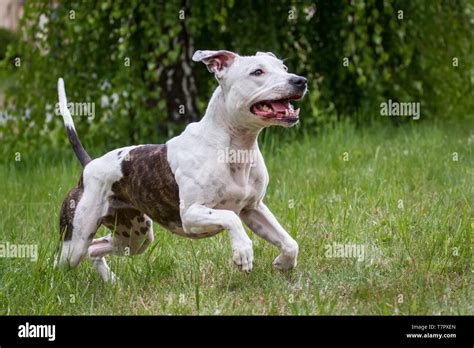 White and brindle American Pit Bull Terrier female dog running Stock Photo - Alamy