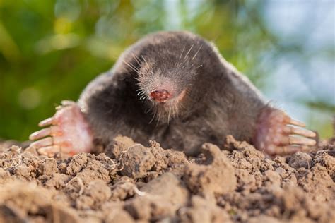 Talpa europaea, Mole