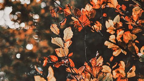 Download Enjoy the Autumn with a Fall Aesthetic Desktop Wallpaper | Wallpapers.com