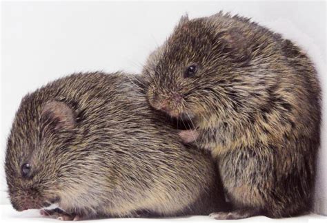 Discovery of consoling behavior in prairie voles may benefit autism ...