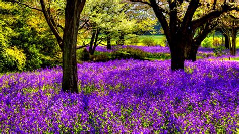 Trees Flowers wallpaper | Tree wallpaper, Tree, Purple trees