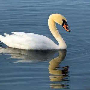 Swan Symbolism - Meaning of Power, Totem & Spirit Animal