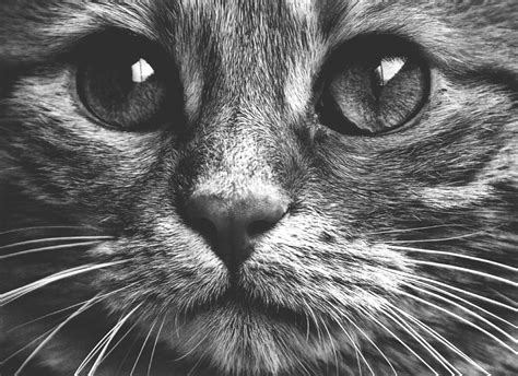 Free Images : black and white, animal, pet, kitten, whisker, fauna, close up, nose, whiskers ...
