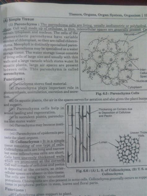 Explain different types of simple permanent tissue there ...