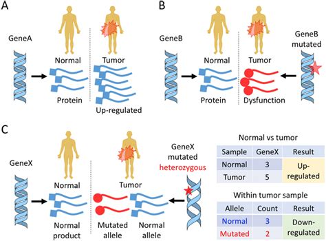 Schematic diagram of gene expression and mutation in tumors. A... | Download Scientific Diagram