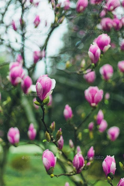 pink magnolia blossom. Beautiful flowering magnolia tree. Stock Photo ...