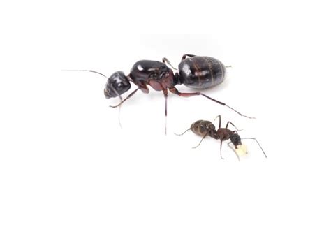 Camponotus ligniperda - Mravenec dřevokaz - HappyAnt shop