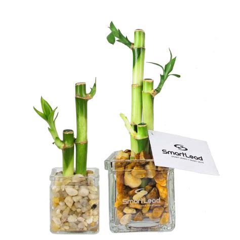 Lucky Bamboo Arrangements – Eve's Garden Promotional Gifts