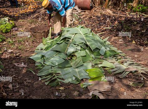 A cocoa farmer in Ghana put his cocoa beans in banana leaves to ferment ...