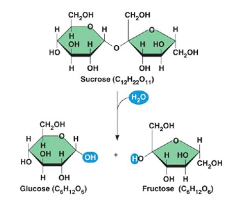 Sucrose hydrolysis to glucose and fructose. | Download Scientific Diagram