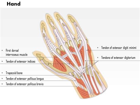 Dorsum Anatomy