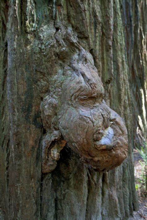 Redwoods tree creature? by Elaine | Weird trees, Nature tree, Unique trees