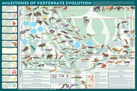 Vertabrate Evolution