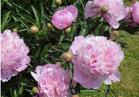 Types of peonies 🌸 🍃 Discover the variety and beauty in each bloom